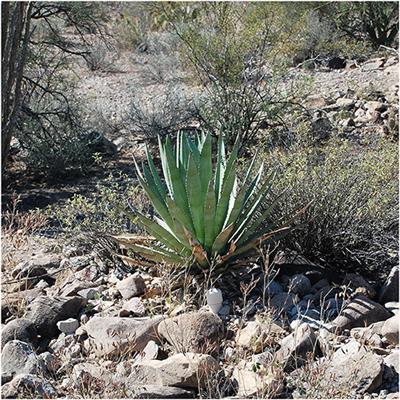 Pre-Columbian Rock Mulching as a Strategy for Modern Agave Cultivation in Arid Marginal Lands
